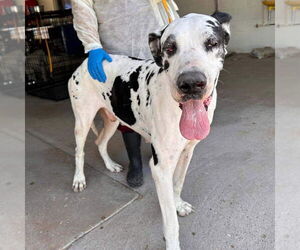 Great Dane Dogs for adoption in Bullard, TX, USA