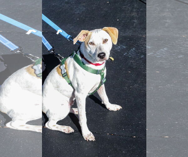 Medium Photo #2 Jack Russell Terrier-Unknown Mix Puppy For Sale in Princeton, MN, USA