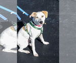 Small #1 Jack Russell Terrier Mix