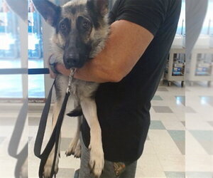 German Shepherd Dog Dogs for adoption in Oklahoma City, OK, USA