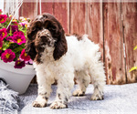 Small #11 Cocker Spaniel