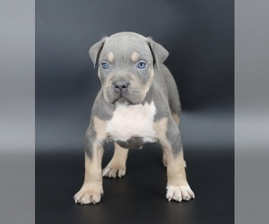 American Bully Puppy for sale in CHAMPAIGN, IL, USA