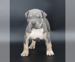 Image preview for Ad Listing. Nickname: Encore
