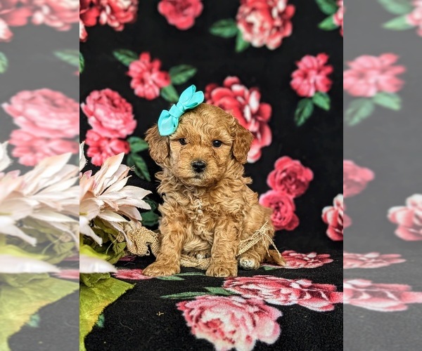 Medium Photo #1 Bichpoo Puppy For Sale in CHRISTIANA, PA, USA