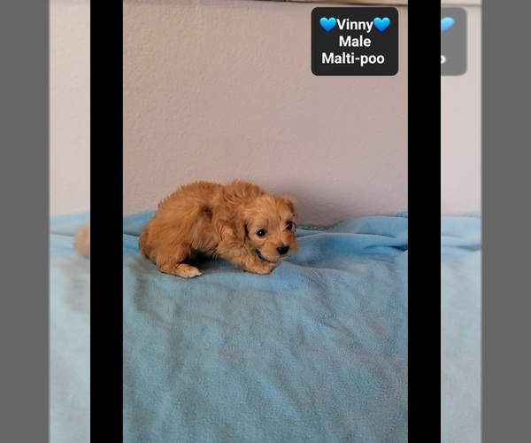 Medium Photo #3 Maltipoo (Toy) Puppy For Sale in TUCSON, AZ, USA