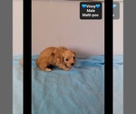 Vinny - Male Maltipoo (Toy) Puppy for Sale - Photo #3