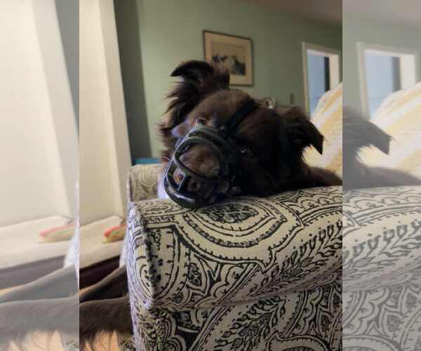 Medium Photo #15 Mutt Puppy For Sale in Sandy, UT, USA