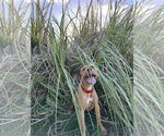 Small #1 Mutt