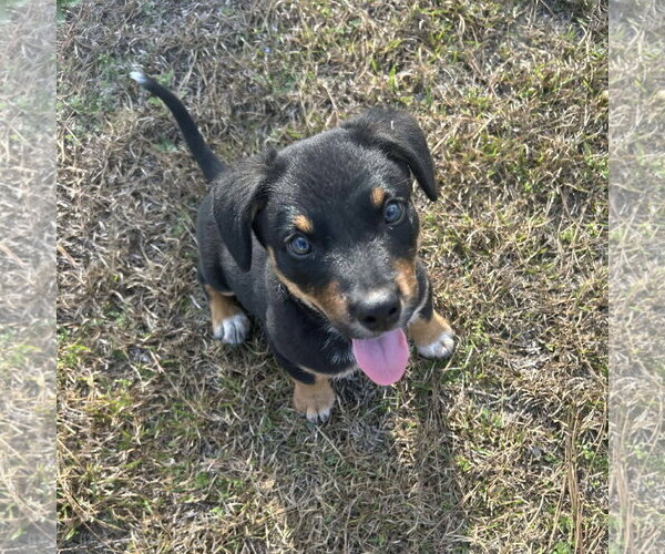 Medium Photo #7 Mutt Puppy For Sale in Garner, NC, USA