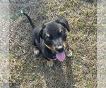 Small #6 Mutt