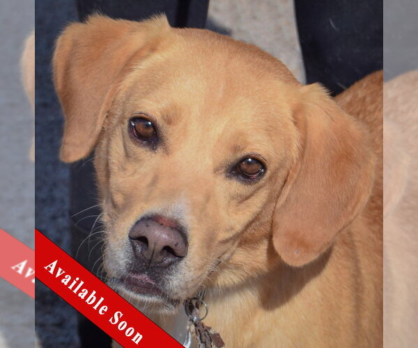 Medium Photo #1 Mutt Puppy For Sale in Huntley, IL, USA