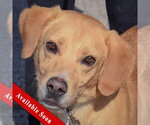 Ace - Male Mutt Dog for Adoption - Small photo