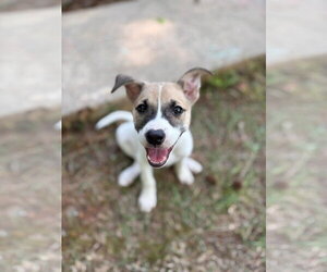 Mutt Dogs for adoption in Derwood, MD, USA