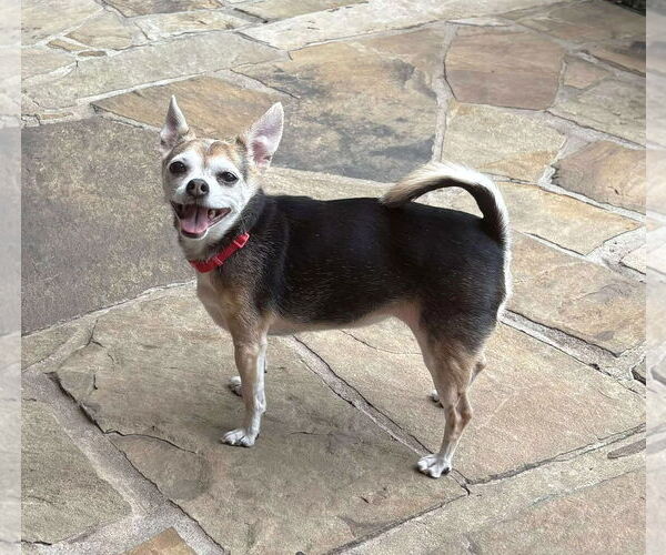 Medium Photo #30 Chihuahua-Unknown Mix Puppy For Sale in Boonton, NJ, USA