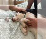 Small #2 Border Collie Mix