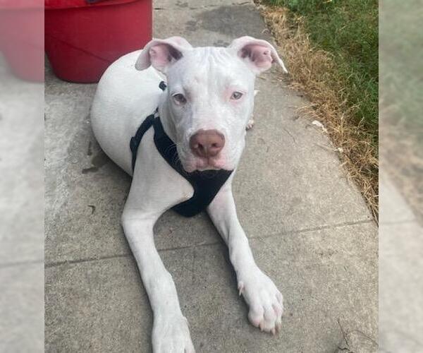 Medium Photo #6 American Pit Bull Terrier-Unknown Mix Puppy For Sale in Oakhurst, NJ, USA