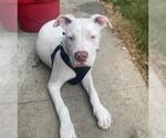 Small #5 American Pit Bull Terrier Mix