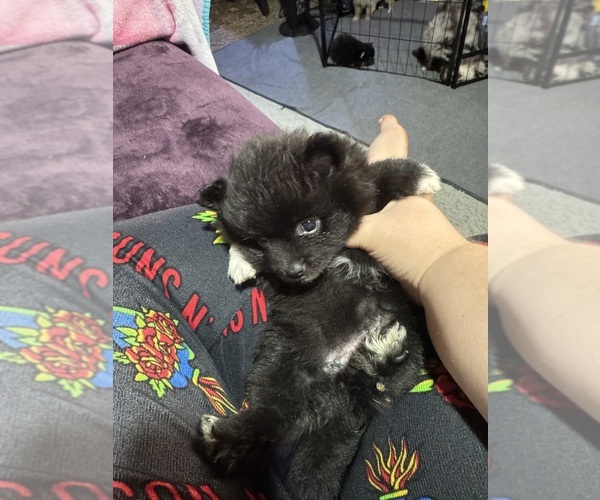 Medium Photo #2 Pomeranian Puppy For Sale in MOUNTAIN VIEW, MO, USA