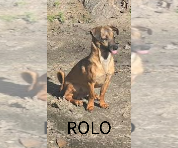 Medium Photo #2 Chihuahua Puppy For Sale in Oakhurst, NJ, USA