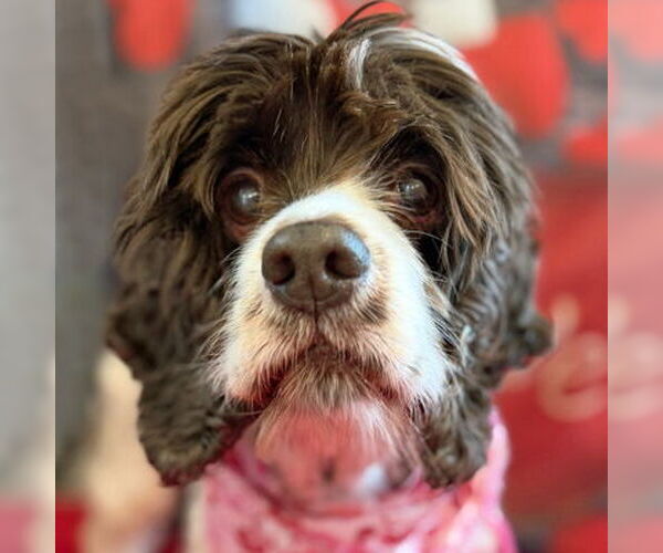 Medium Photo #7 Cocker Spaniel Puppy For Sale in Arlington, VA, USA