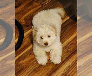 Maltese-Unknown Mix Dogs for adoption in Plymouth, MN, USA