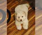 Small Maltese Mix