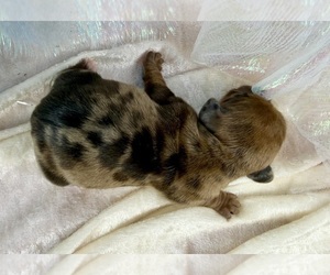 Dachshund Puppy for sale in CASSVILLE, MO, USA