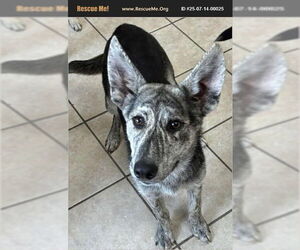 German Shepherd Dog-Plott Hound Mix Dogs for adoption in Benton, PA, USA