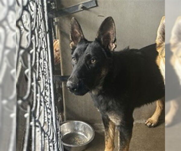 Medium Photo #1 German Shepherd Dog Puppy For Sale in San Bernardino, CA, USA