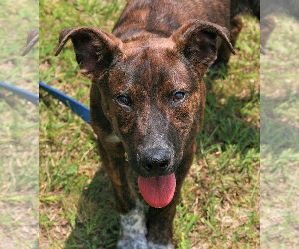 Medium Photo #6 Mountain Cur-Unknown Mix Puppy For Sale in Attalka, AL, USA