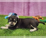 Small #6 Catahoula Leopard Dog