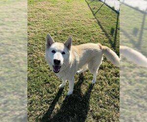 - Mix Dogs for adoption in Corpus Christi, TX, USA