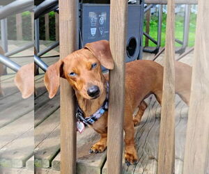 Dachshund Dogs for adoption in Shelbyville, TN, USA