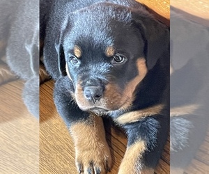 Rottweiler Puppy for sale in CONNEAUT TWP, PA, USA