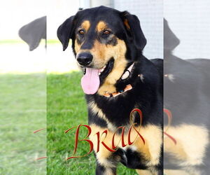Labrador Retriever-Unknown Mix Dogs for adoption in Evansville, IN, USA