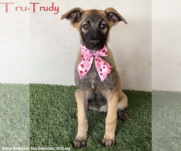 Medium Photo #1 German Shepherd Dog-Unknown Mix Puppy For Sale in San Diego, CA, USA
