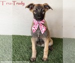 Small German Shepherd Dog Mix