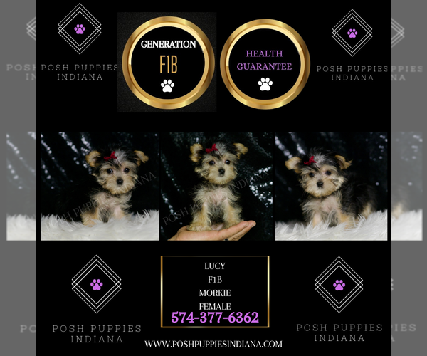 Medium Photo #5 Morkie Puppy For Sale in WARSAW, IN, USA