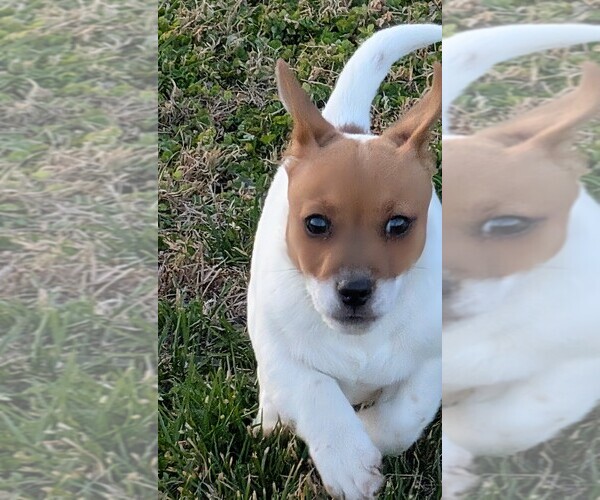 Medium Photo #37 Jack Russell Terrier Puppy For Sale in APPLE GROVE, WV, USA
