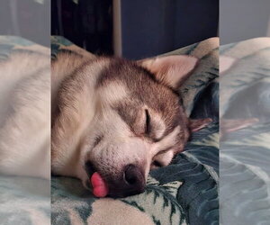 Snow - ON HOLD - NO MORE APPLICATIONS - Male Siberian Husky Dog for Adoption - Photo #4