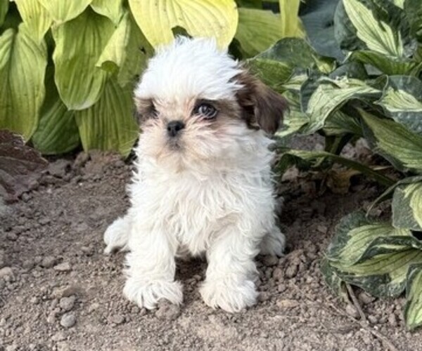 Medium Photo #2 Shih Tzu Puppy For Sale in THORP, WI, USA