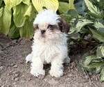 Small #1 Shih Tzu