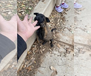 Belgian Malinois Puppy for sale in AUSTIN, TX, USA