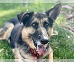 Small #2 German Shepherd Dog