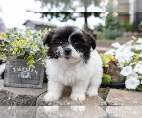 Medium Photo #1 Shiranian Puppy For Sale in MIDDLEBURY, IN, USA