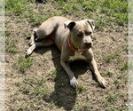 Small #20 American Staffordshire Terrier Mix
