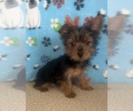 Small #3 Yorkshire Terrier