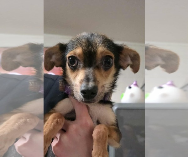 Medium Photo #1 Chihuahua-Unknown Mix Puppy For Sale in Minneapolis, MN, USA