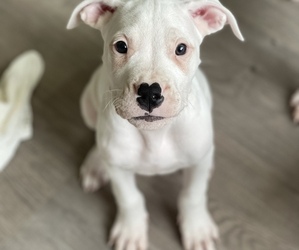 Dogo Argentino Puppy for sale in SCOTTDALE, GA, USA