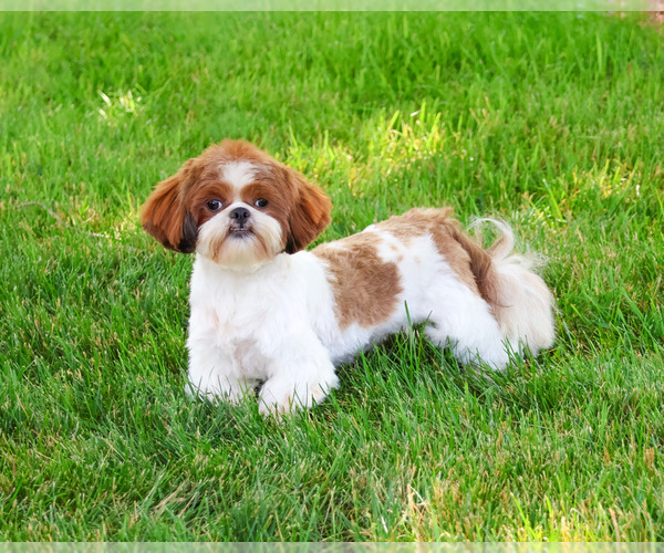 Medium Photo #4 Shih Tzu Puppy For Sale in SYRACUSE, IN, USA